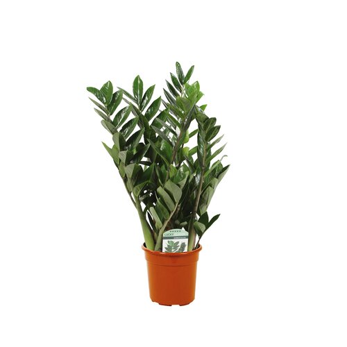 Zamioculcas, in 14cm-pot 45cm hoog