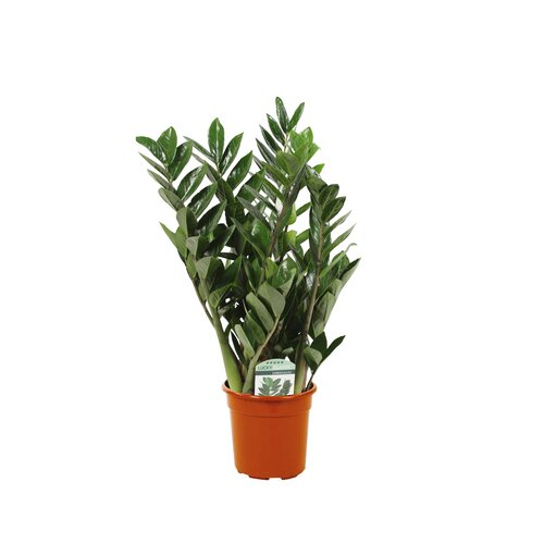 Zamioculcas, in 14cm-pot 45cm hoog