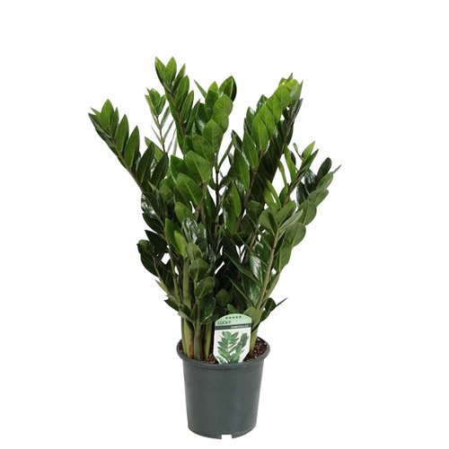 Zamioculcas, in 17cm-pot 60cm hoog