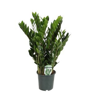 Zamioculcas in 17cm-pot, 60cm hoog