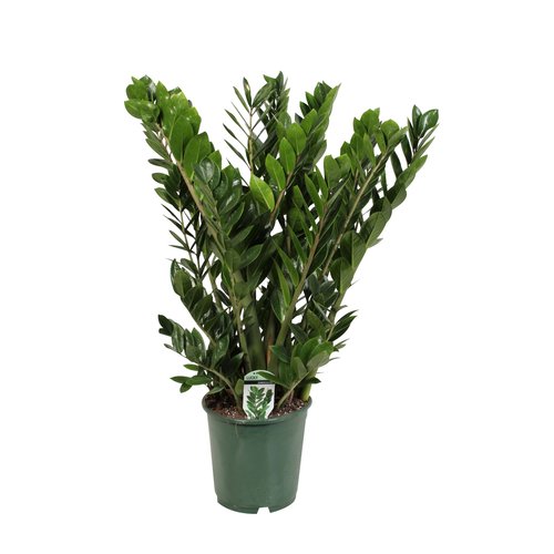 Zamioculcas, in 21cm-pot 80cm hoog