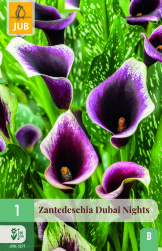 Zantedeschia dubai nights 1st