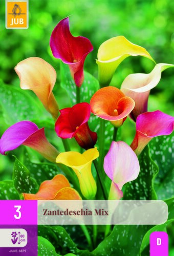 Zantedeschia mix 3st