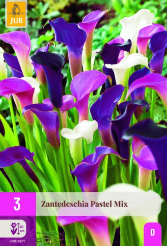 Zantedeschia pastel mix 3st