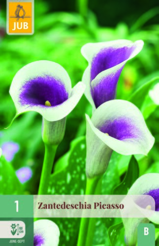 Zantedeschia picasso 1st