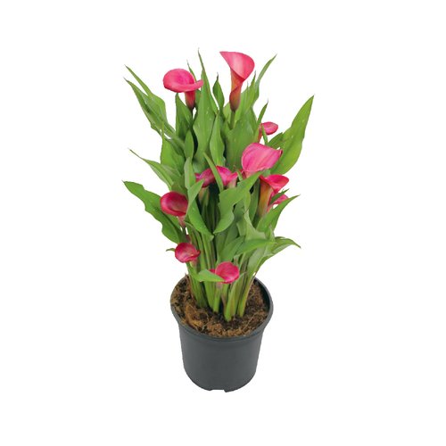 Zantedeschia XXL, in 19cm-pot