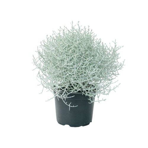 Zilverstruikje, in 10,5cm-pot