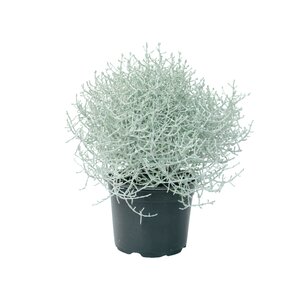 Zilverstruikje, in 10,5cm-pot