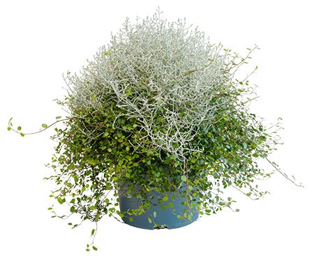Zilverstruikje met Muehlenbeckia, in 23 cm-pot