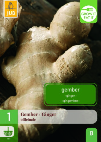 Zingiber / gember officinale 1st