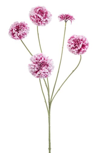 Zinnia Tak Zijde - 90cm Beauty