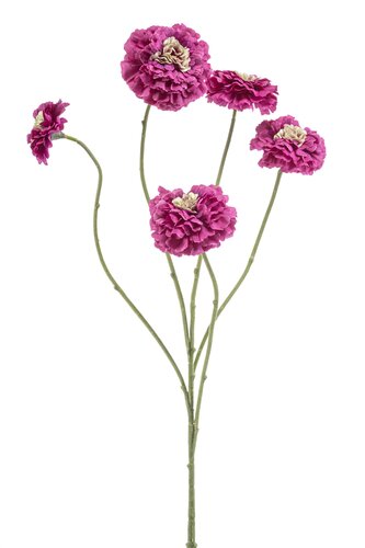 Zinnia Tak Zijde - 90cm Beauty