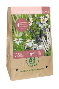 Zk 35 blooming summer-sofie 1st