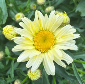 Zomermargriet, in 19cm-pot - afbeelding 2
