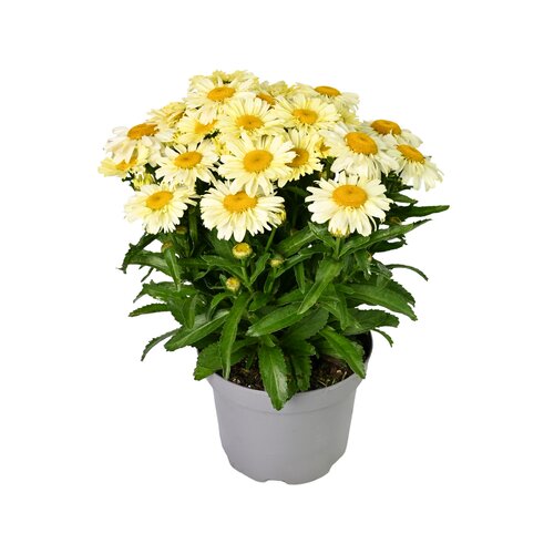 Zomermargriet, in 19cm-pot - afbeelding 1