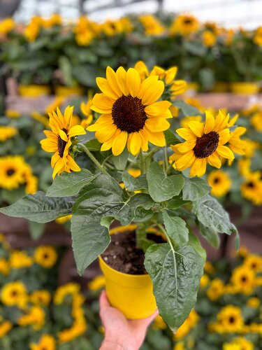 Zonnebloem, in 15cm-pot - afbeelding 3