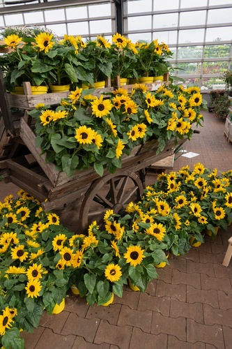 Zonnebloem, in 15cm-pot - afbeelding 4