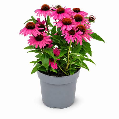 Zonnehoed, in 12cm-pot