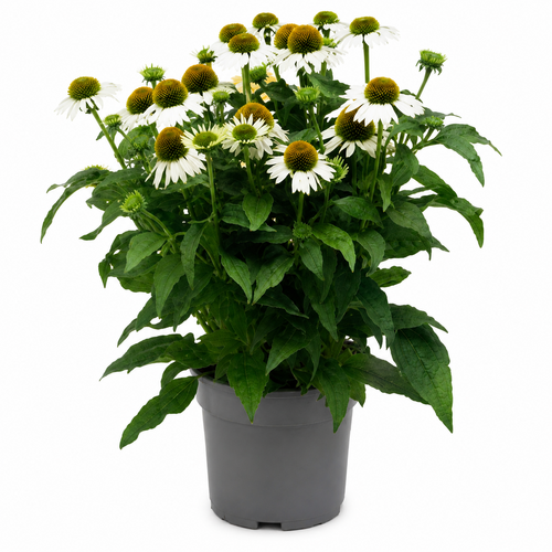Zonnehoed, in 17cm-pot
