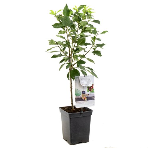 Zure kers Morel - in 24cm-pot