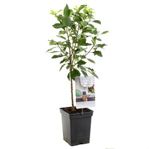 Zure kers Morel - in 24cm-pot