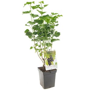 Zwarte bessenstruik en Kruisbessenstruik (Ribes Jostabes), in pot