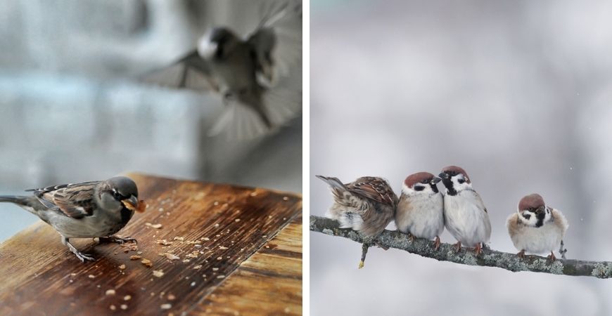 dieren-winter-tuin